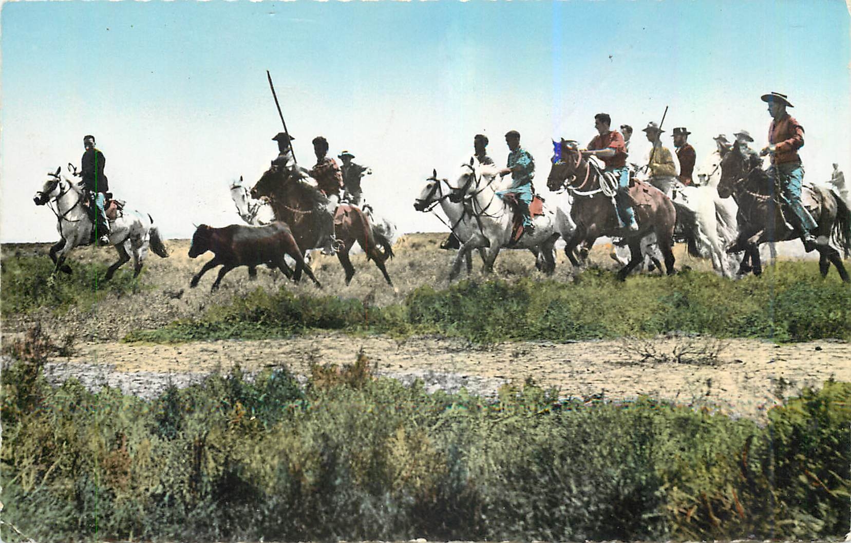 CPM En Camargue B du R Cardians emmenant un taureau a la ferrade Taureau Chevaux