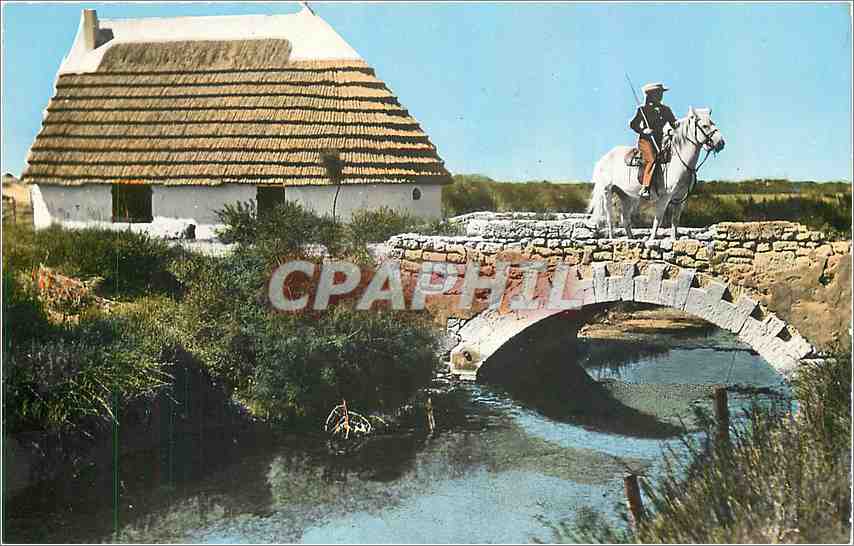 CPM En Camargue B de Rh Un pont et Camargue Cheval