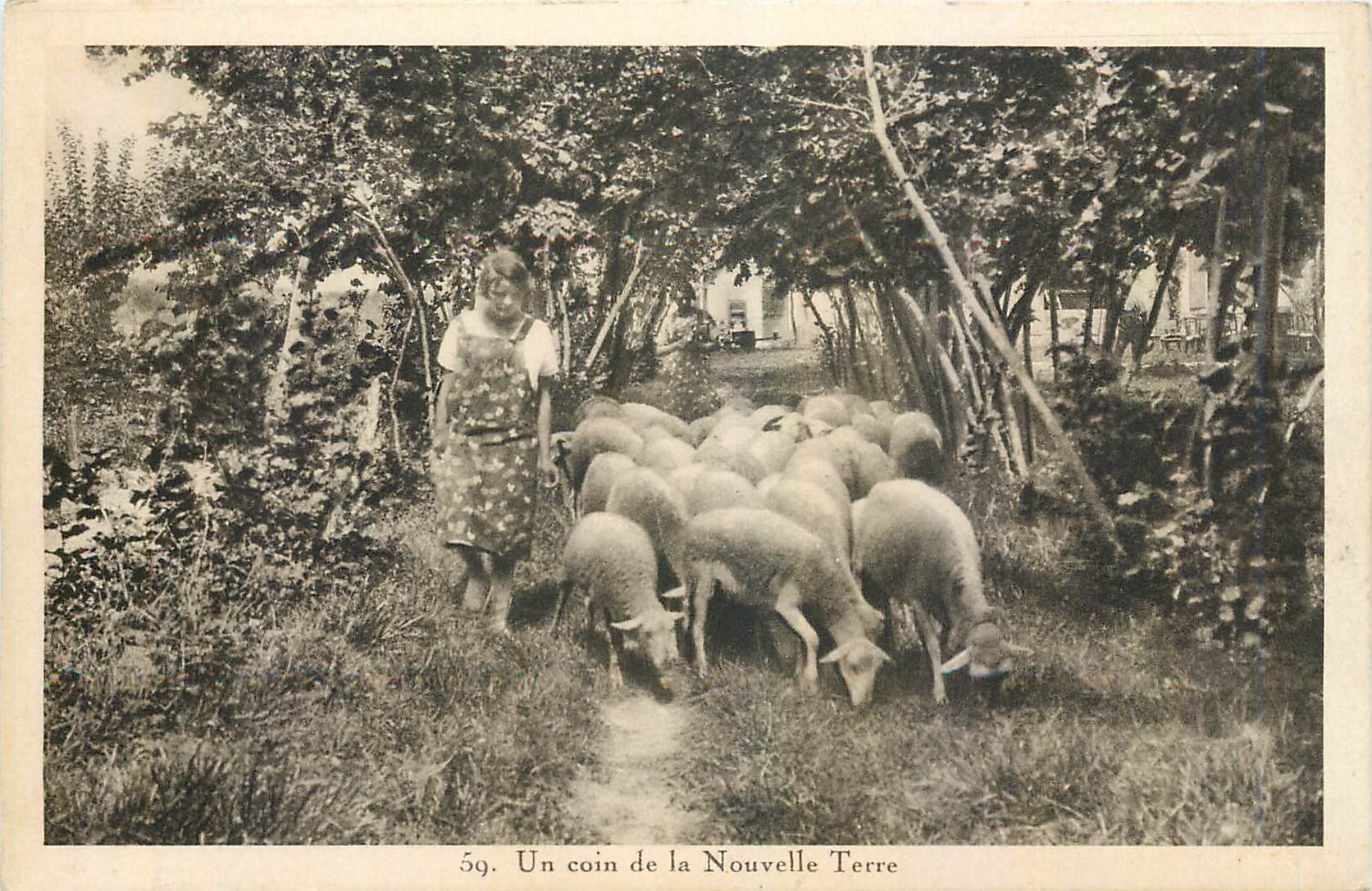 CPA Un coin de la Nouvelle Terre Berger Moutons