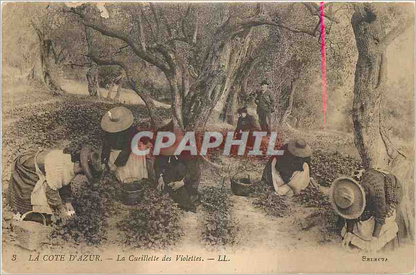 CPA La Cote d'Azur La Cueillette des Violettes 