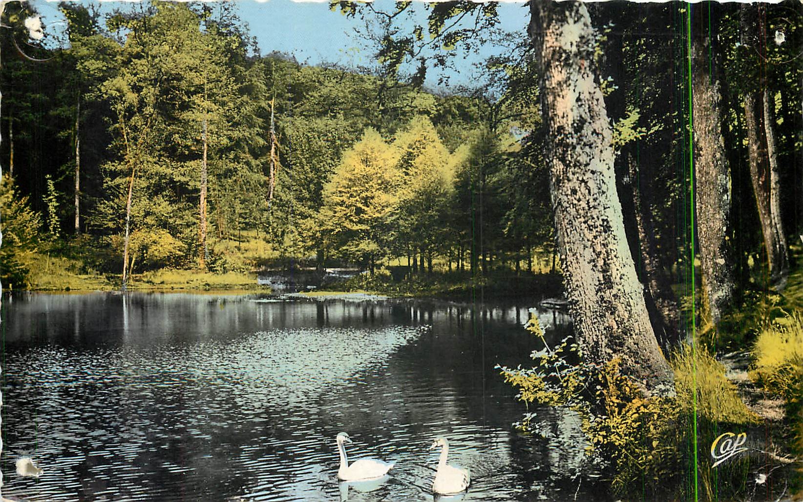 CPM Foret de Belleme Etang de la Herse Cygnes