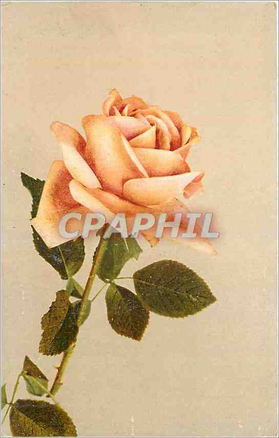 CPA Fleurs