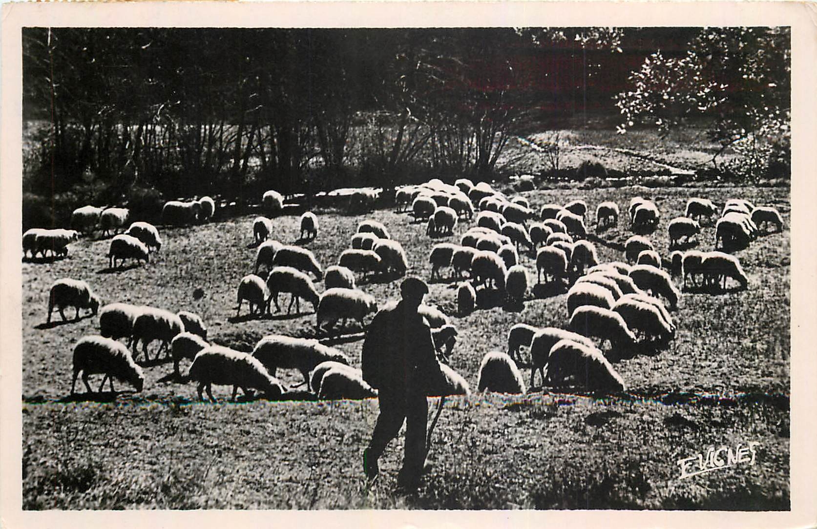 CPM Au pays Landais Pastorale Berger Moutons