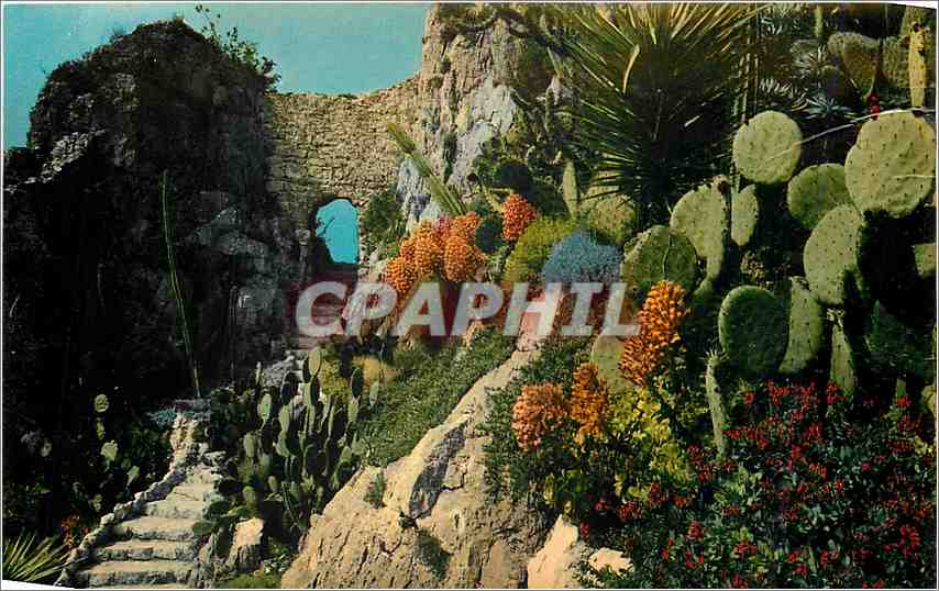 CPM Cote d'Azur Vieilles pierres et jardins Exotique 