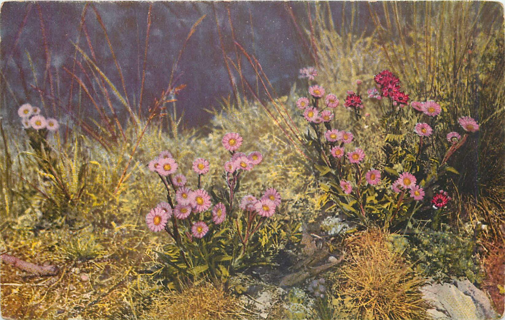 CPA Erigeron alpinus Fleurs