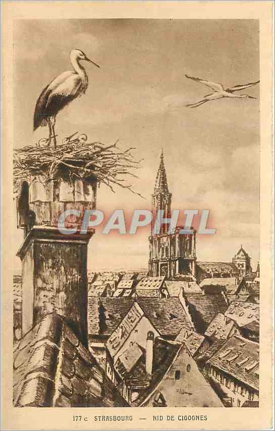 CPA Strasbourg Nid de Cigognes 