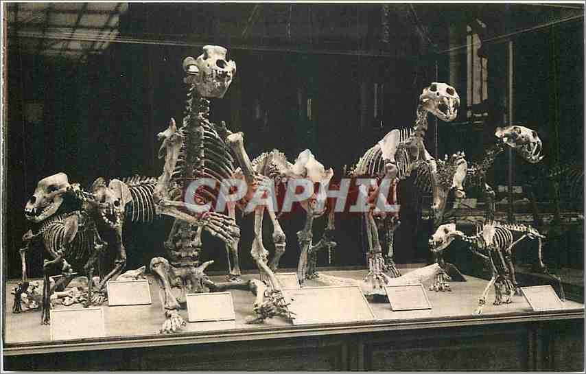 Grands Carnivores de l'époque quaternaire — Muséum national d'Histoire naturelle, Jardin des Plantes, Paris — Galerie de Paléontologie