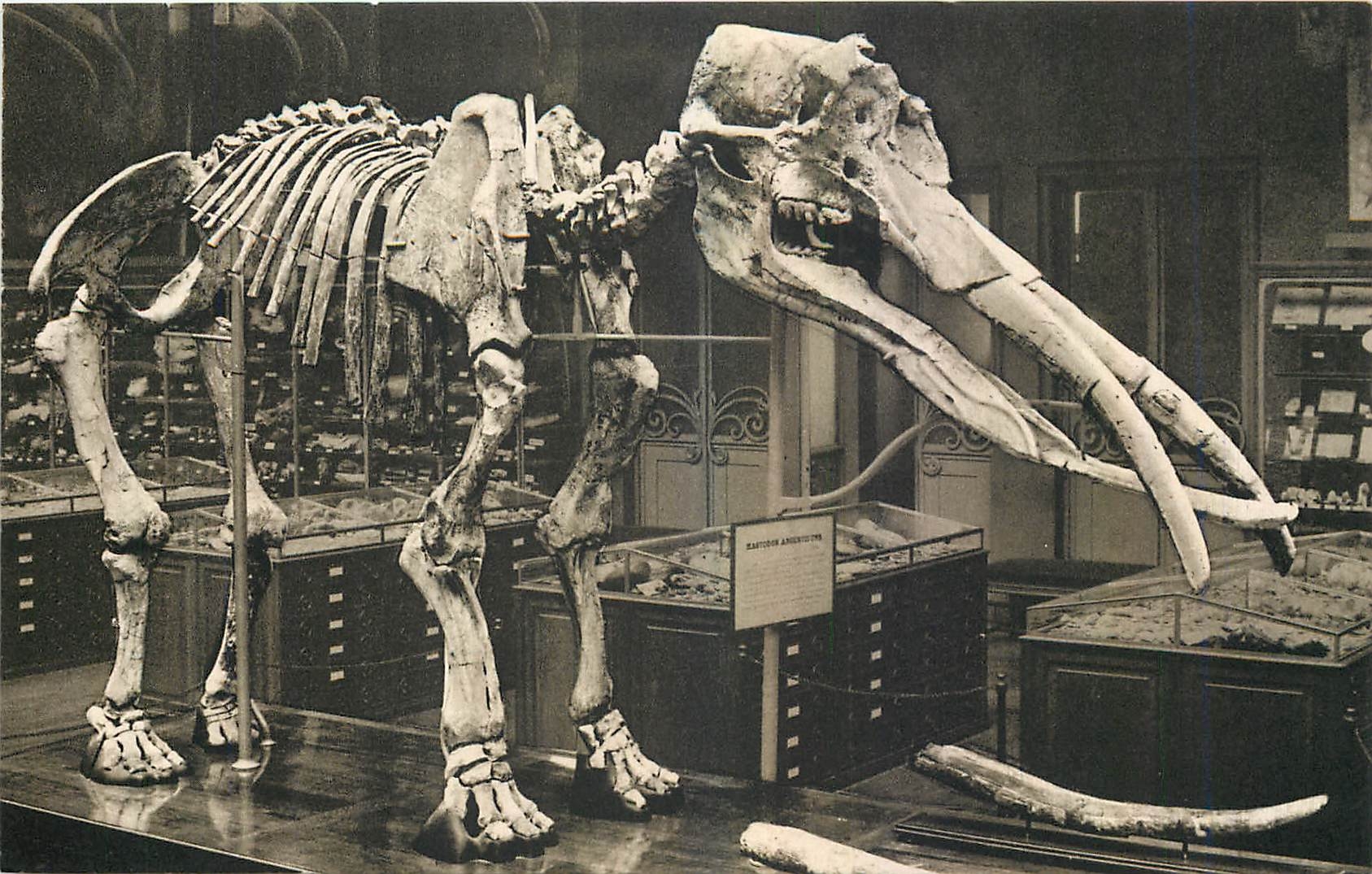 Mastodonte angustidens — Galerie de Paléontologie — Muséum national d'Histoire naturelle, Paris