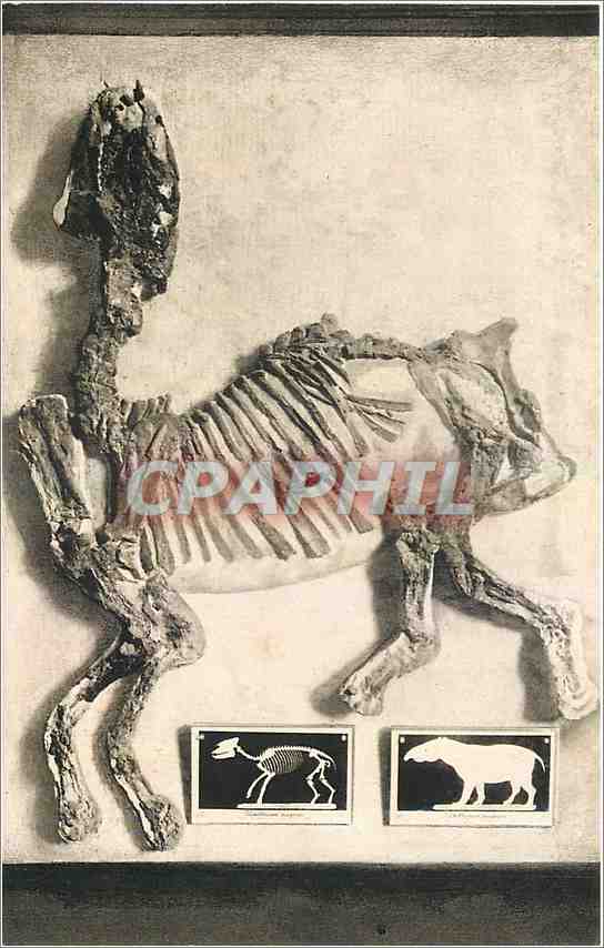 Palaeotherium magnum — fossile de l'époque tertiaire — Muséum national d'Histoire naturelle, Paris