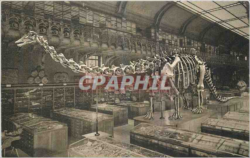 Diplodocus Carnegiei — Galerie de Paléontologie — Muséum national d'Histoire naturelle, Paris