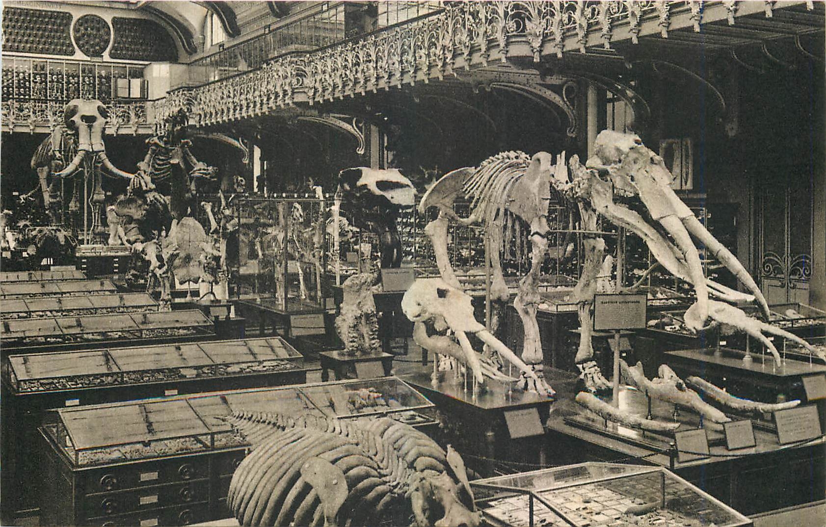Musée national d'Histoire naturelle — Galerie de paléontologie — Frères Guger