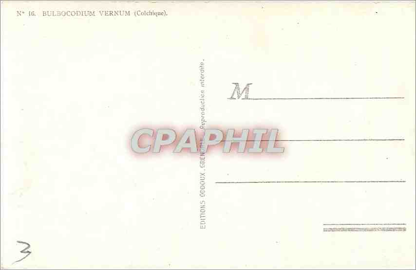 CPA Bulbocodium vernum  — Rückseite