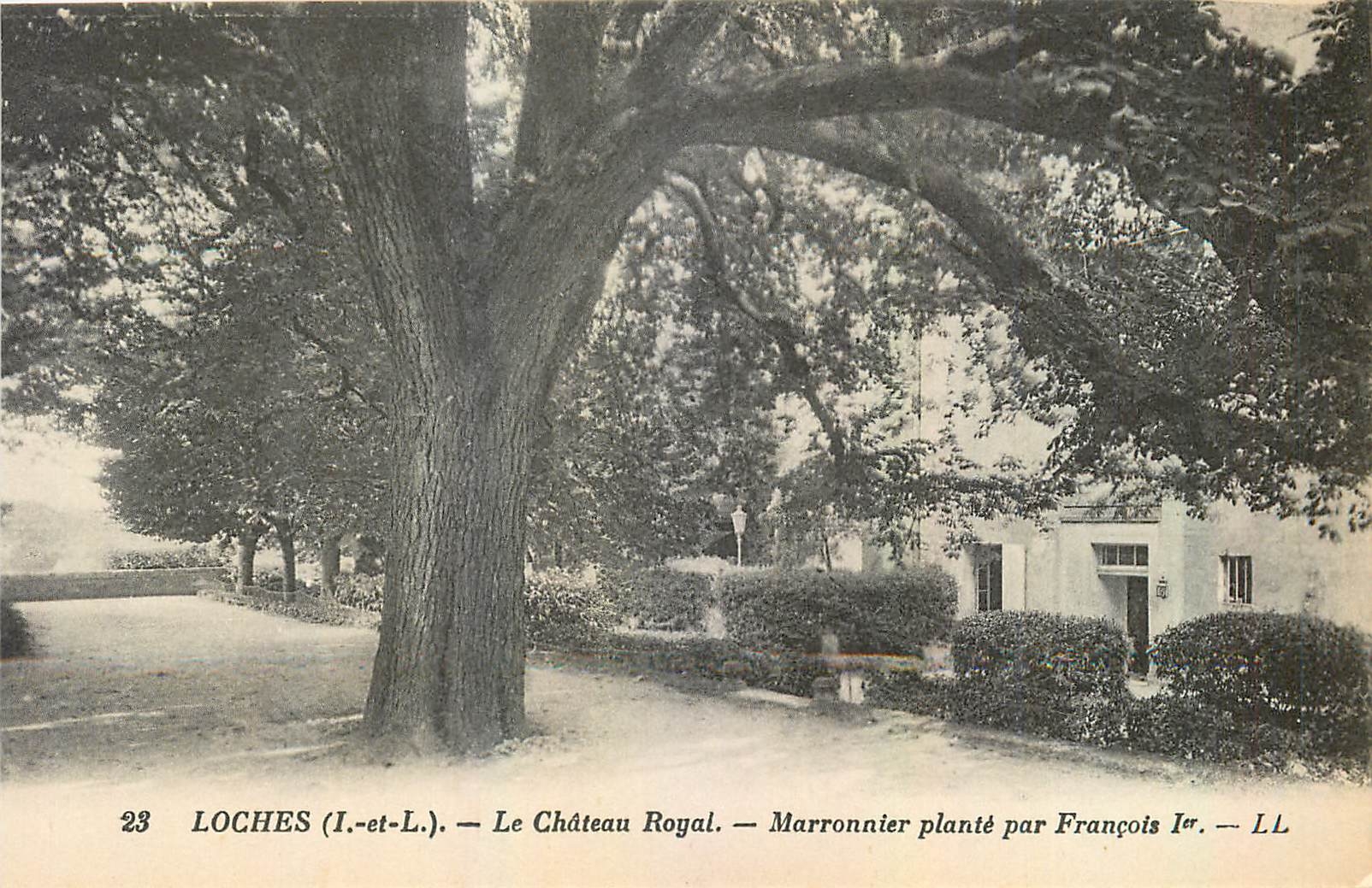 CPA Loches L et L Le Chateau Royal Marronnier plante par Francois Ier 