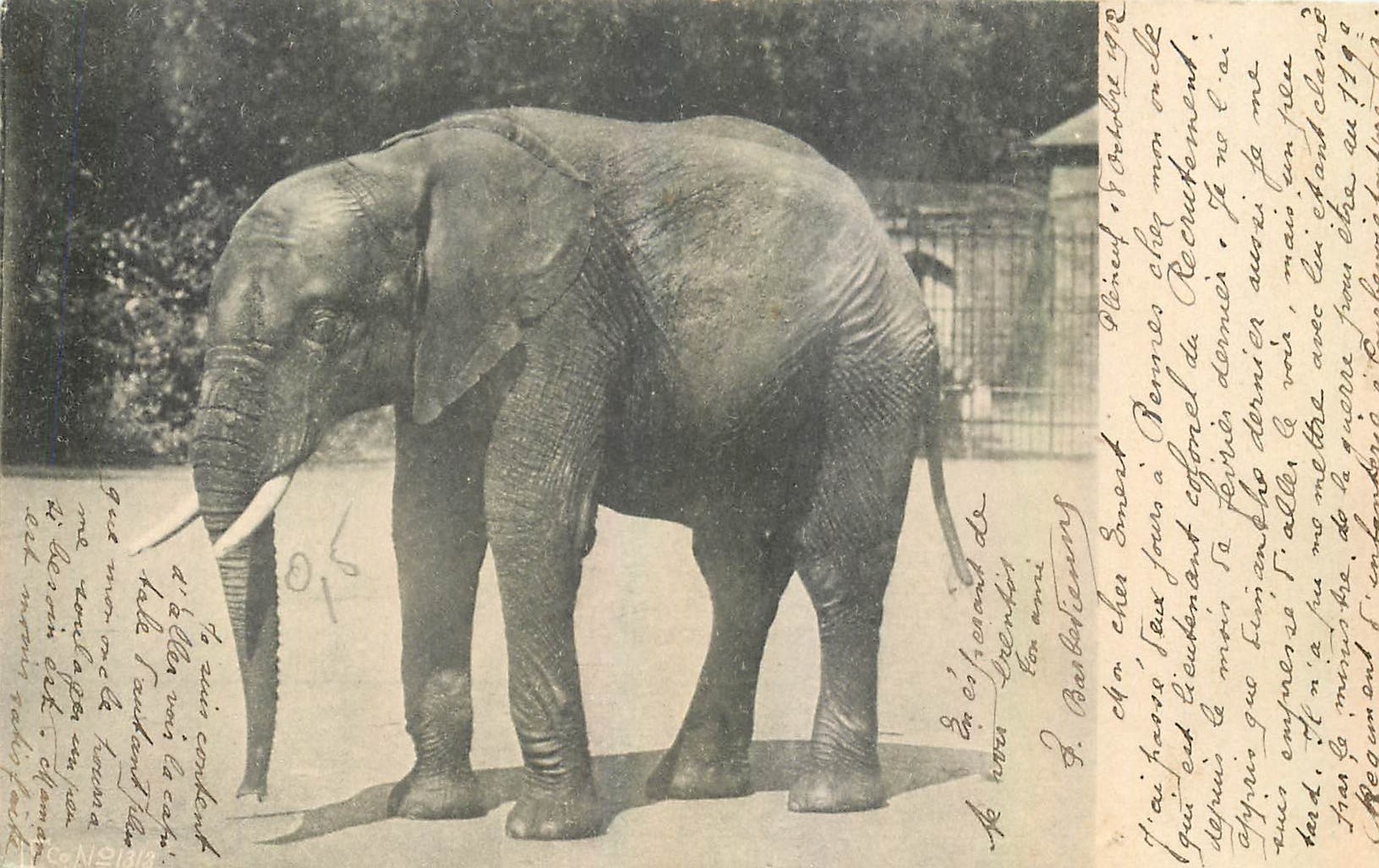 CPA Elephant