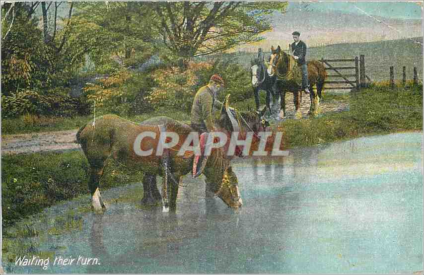 CPA Waiting their turn Chevaux