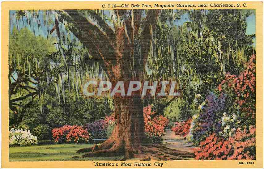 CPA Old Oak Tree Magnolia Gardens near Charleston SC 
