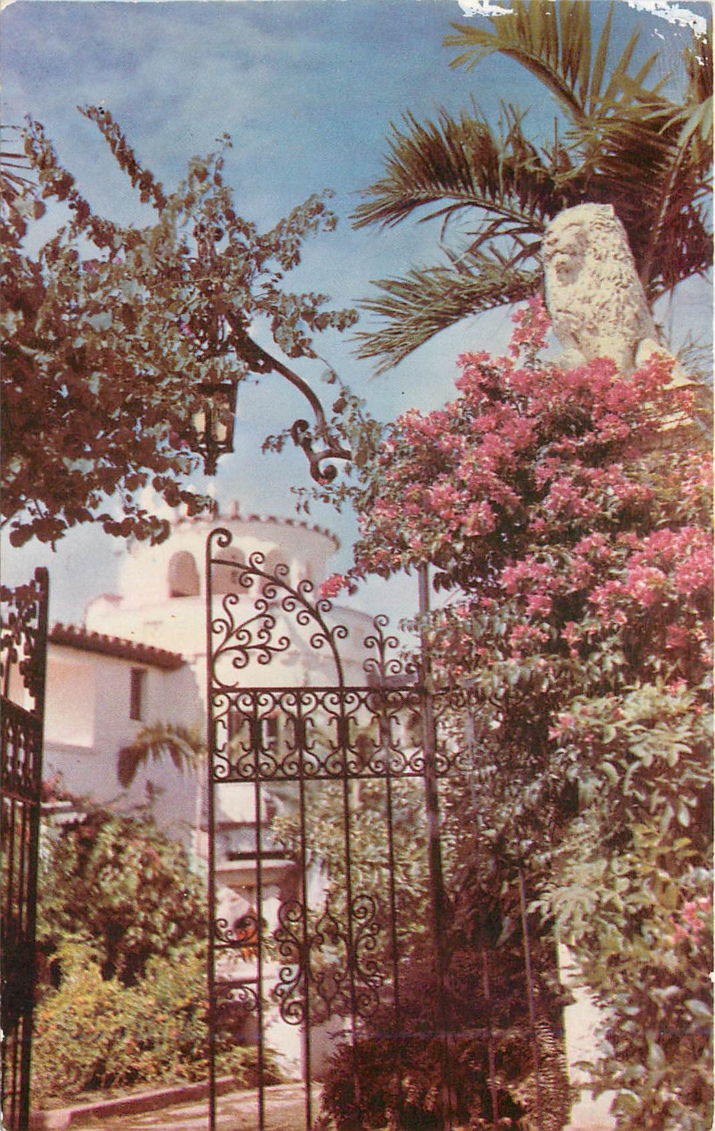 CPA Blooming Bougainvilla on the gate of a Florida estate 