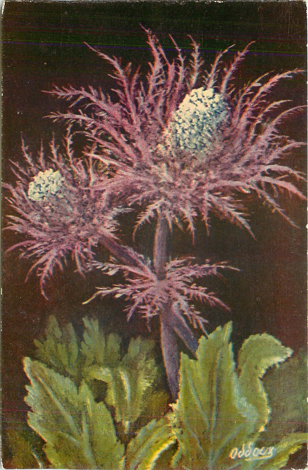 CPA Eryngium alpinum 