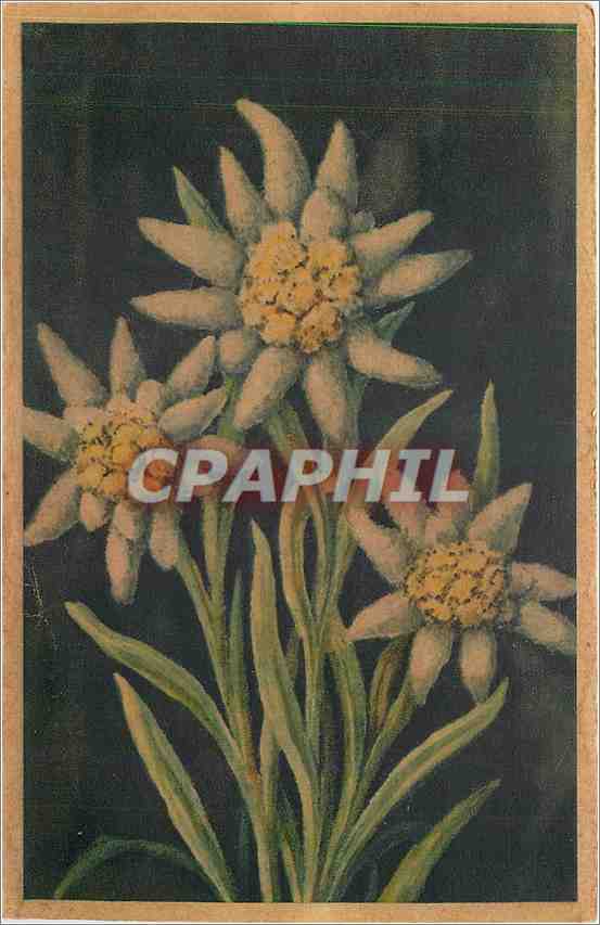 CPA Leontopodium alpinum 