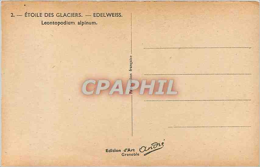 CPA Leontopodium alpinum  — Rückseite