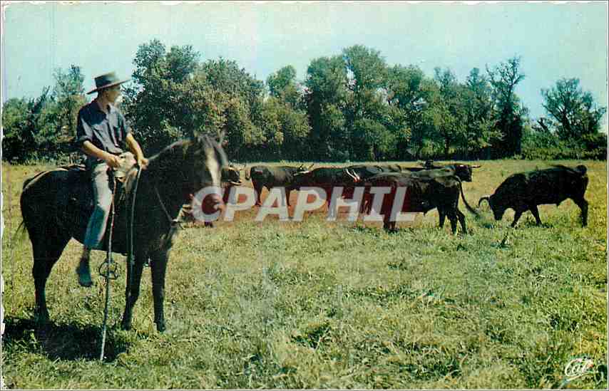 CPM La Camargue Manade Elevage de Taureaux et Gardian Folklore