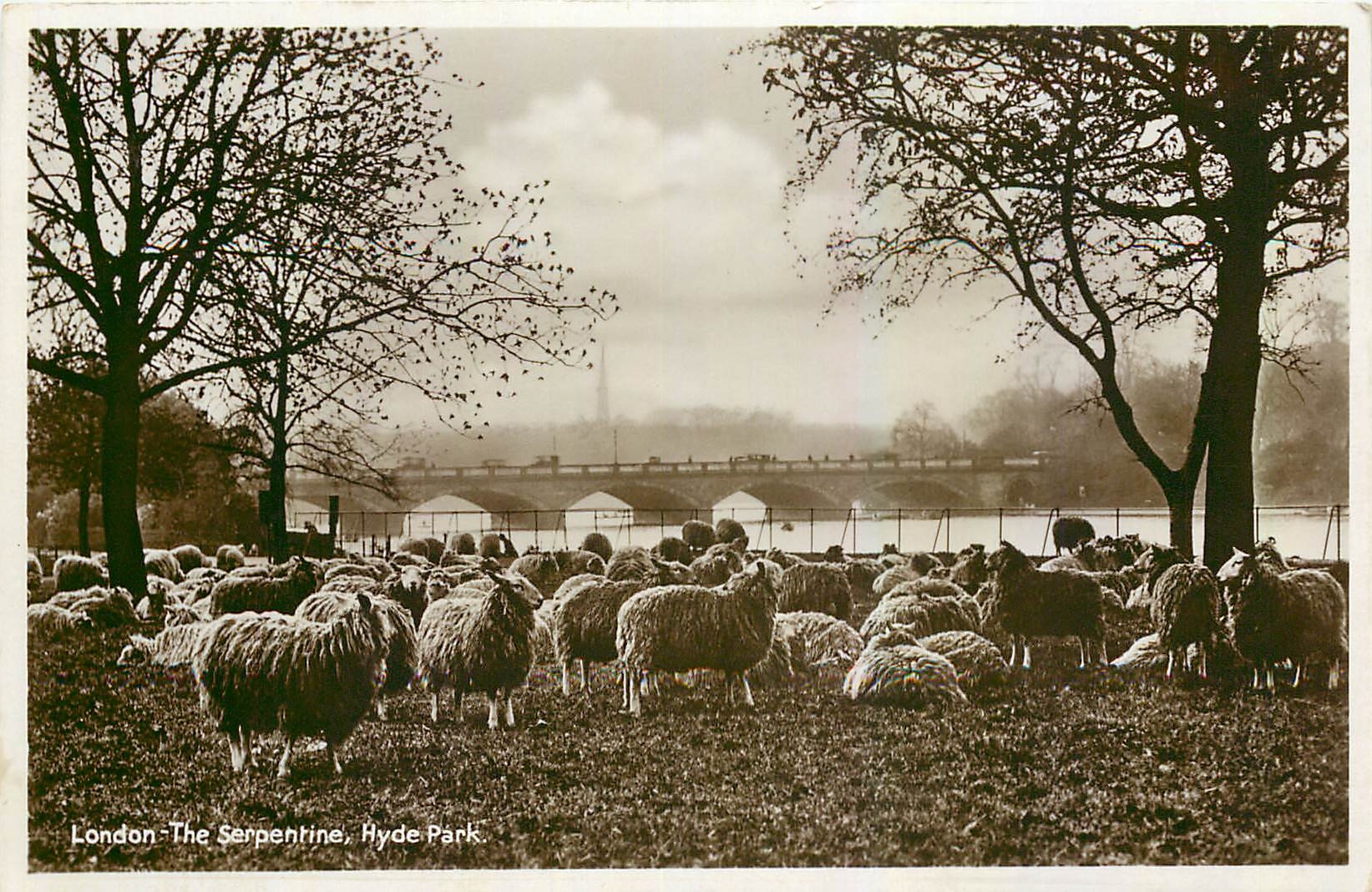 CPA London The Serpentine Hyde Park Moutons