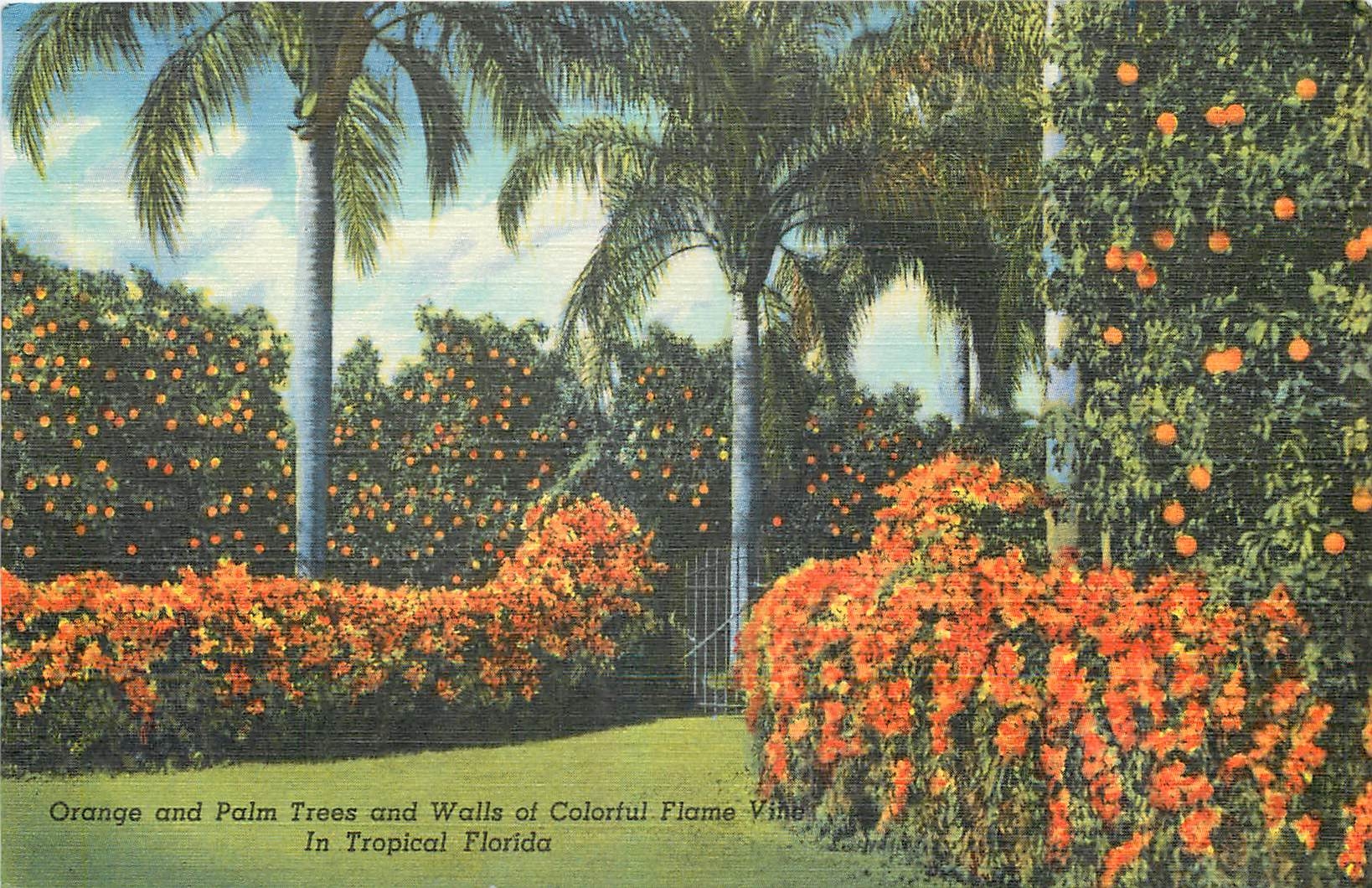 Orange and Palm Trees and Walls of Colorful Flame Vine — Tropical Florida — C.T. Art-Colortone, Chicago, n° 205-F
