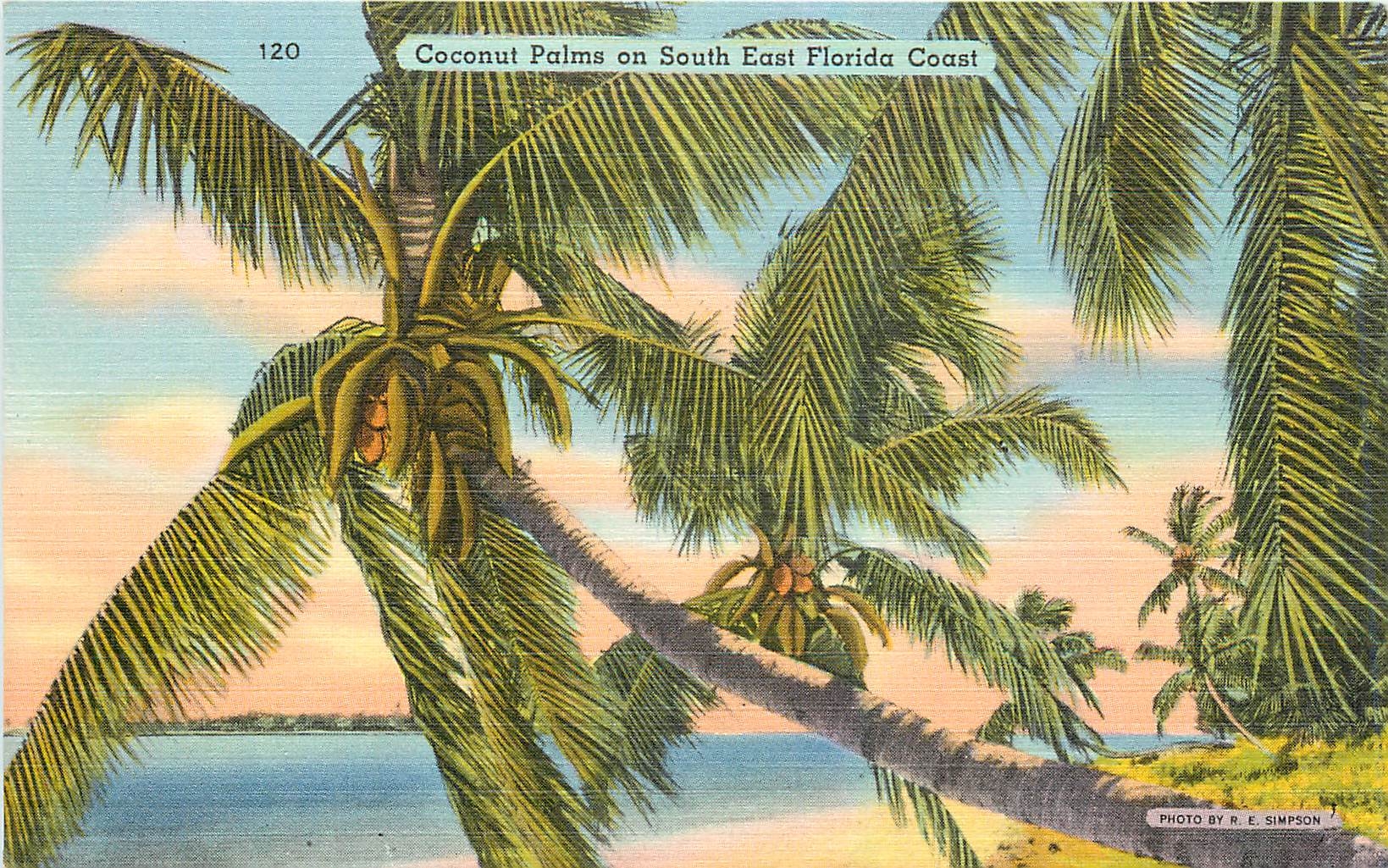 CPA Coconut Palms on South East Florida Coast 