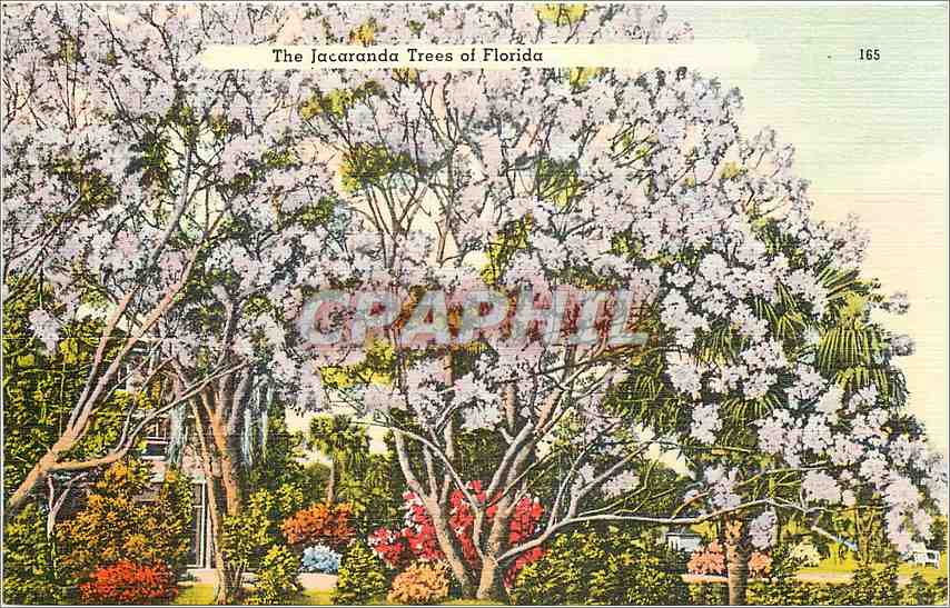 CPA The Jacaranda Trees of Florida 