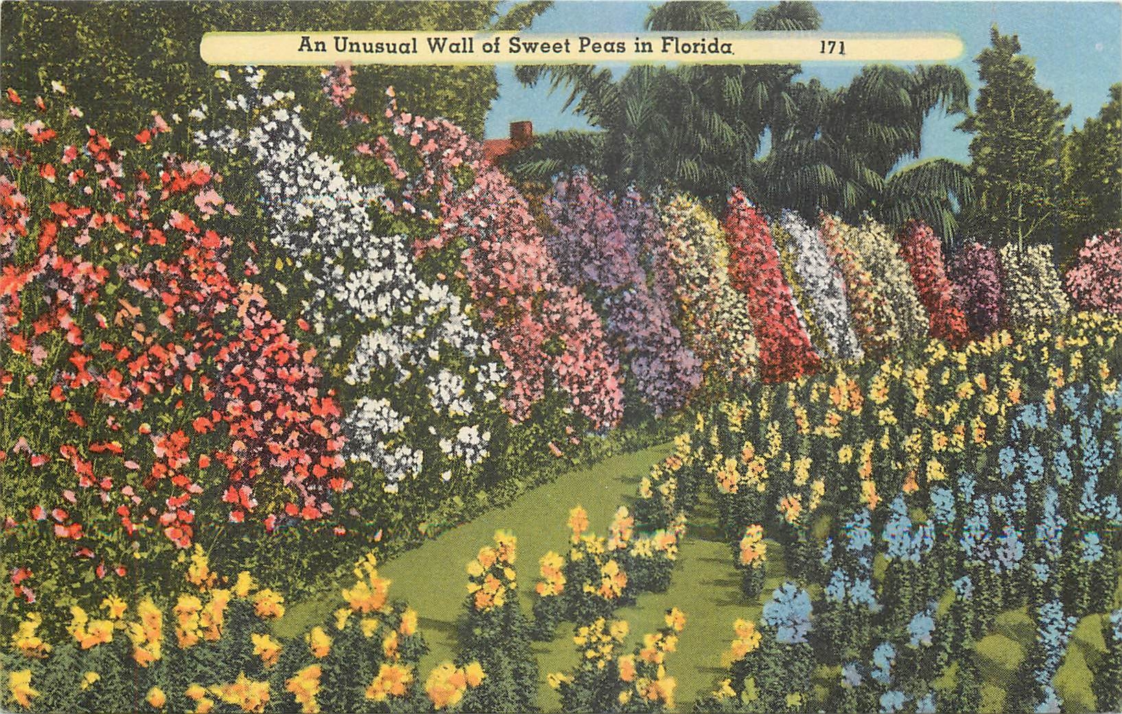 CPA An Unusual Wall of Sweet Peas in Florida 