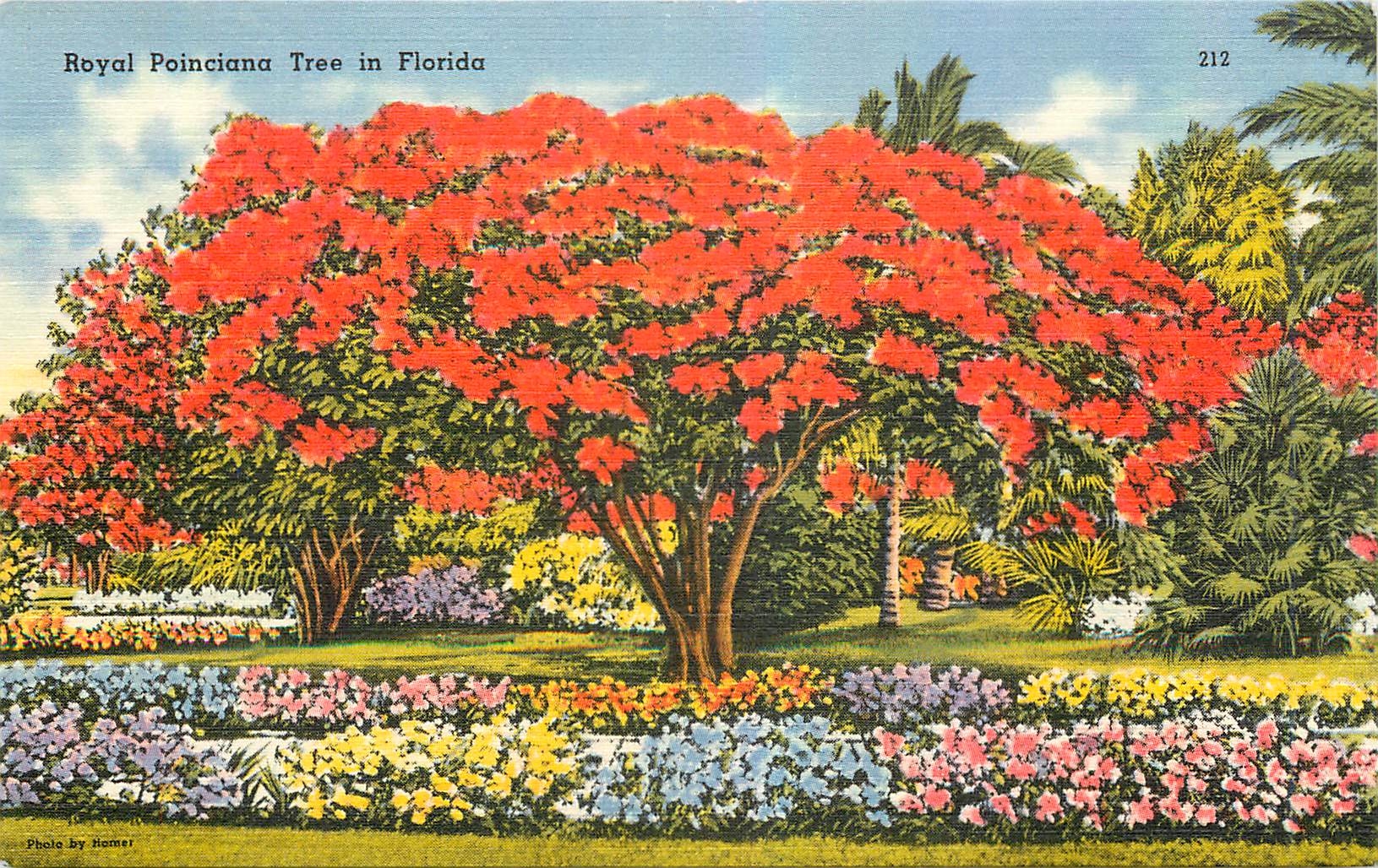 CPA Royal Poinciana Tree in Florida 