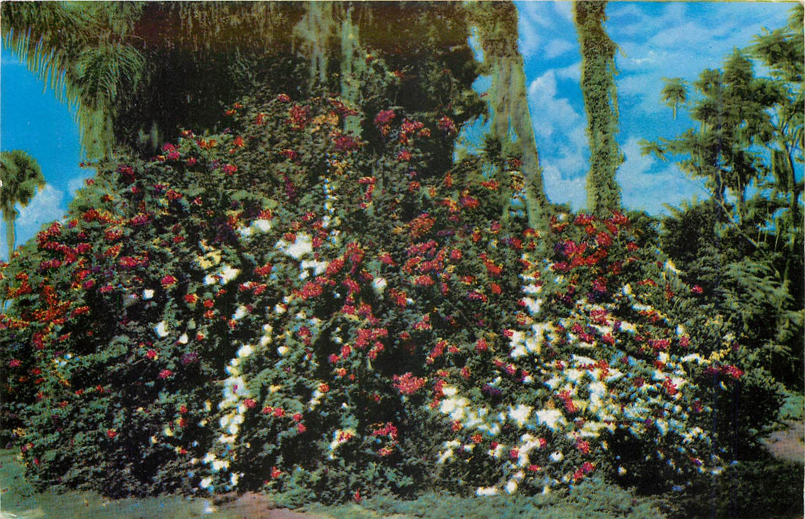 CPA Tropical Flowers Bid you Welcome to Florida 