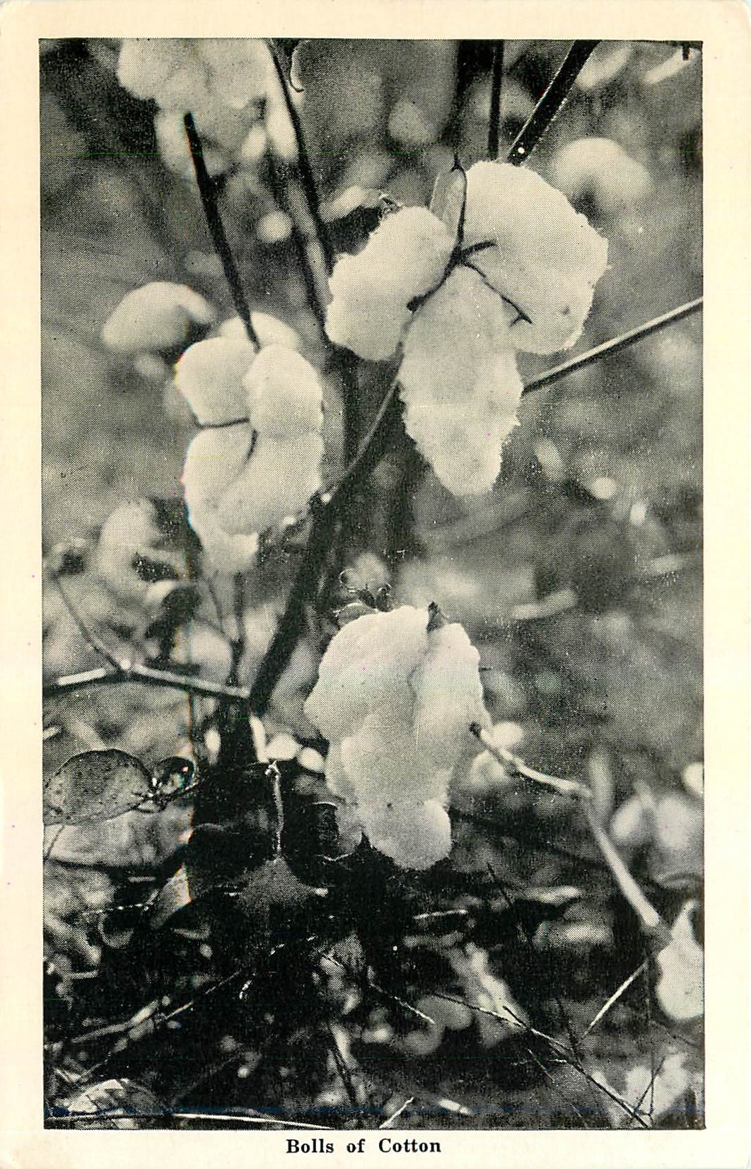 CPA Bolls of Cotton 