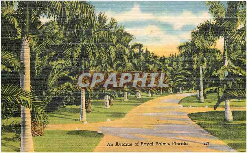 CPA An Avenue of Royal Palms Florida 