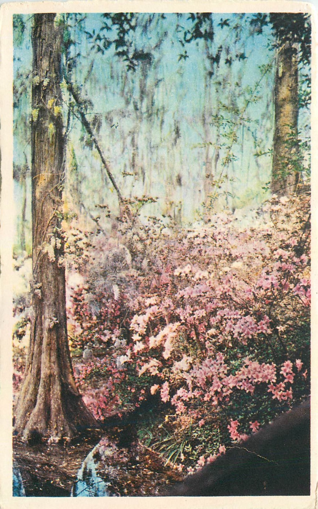 CPA Cypress Gardens Oakley South Carolina 