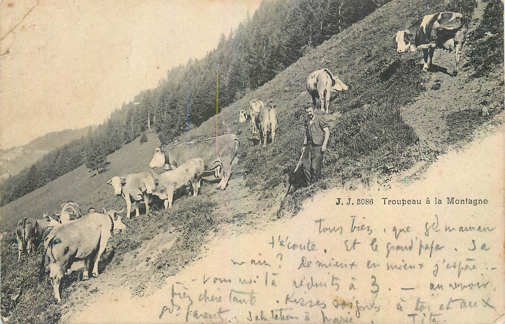 CPA Troupeau a la Montagne Vaches 