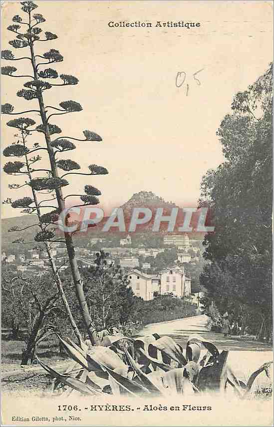 Hyères — Aloès en Fleurs — Édition Giletta, phot., Nice, n° 1706