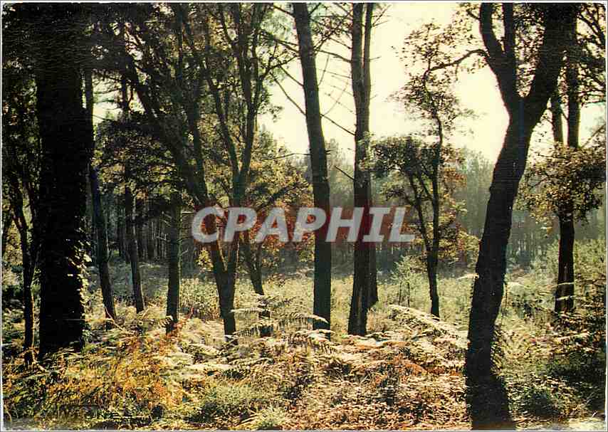 CPM Foret d'Automne Contre jour Donnez moi la vertu de cherir e compendre 