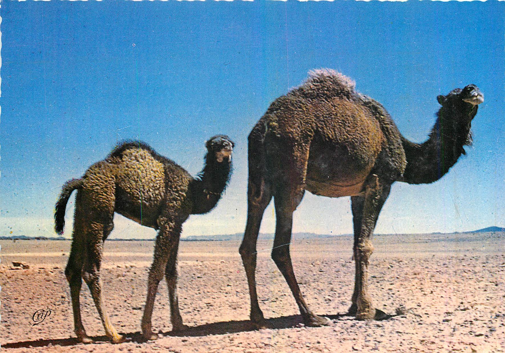 CPM Le Maroc en Lumicolor Chameaux dans le Desert 