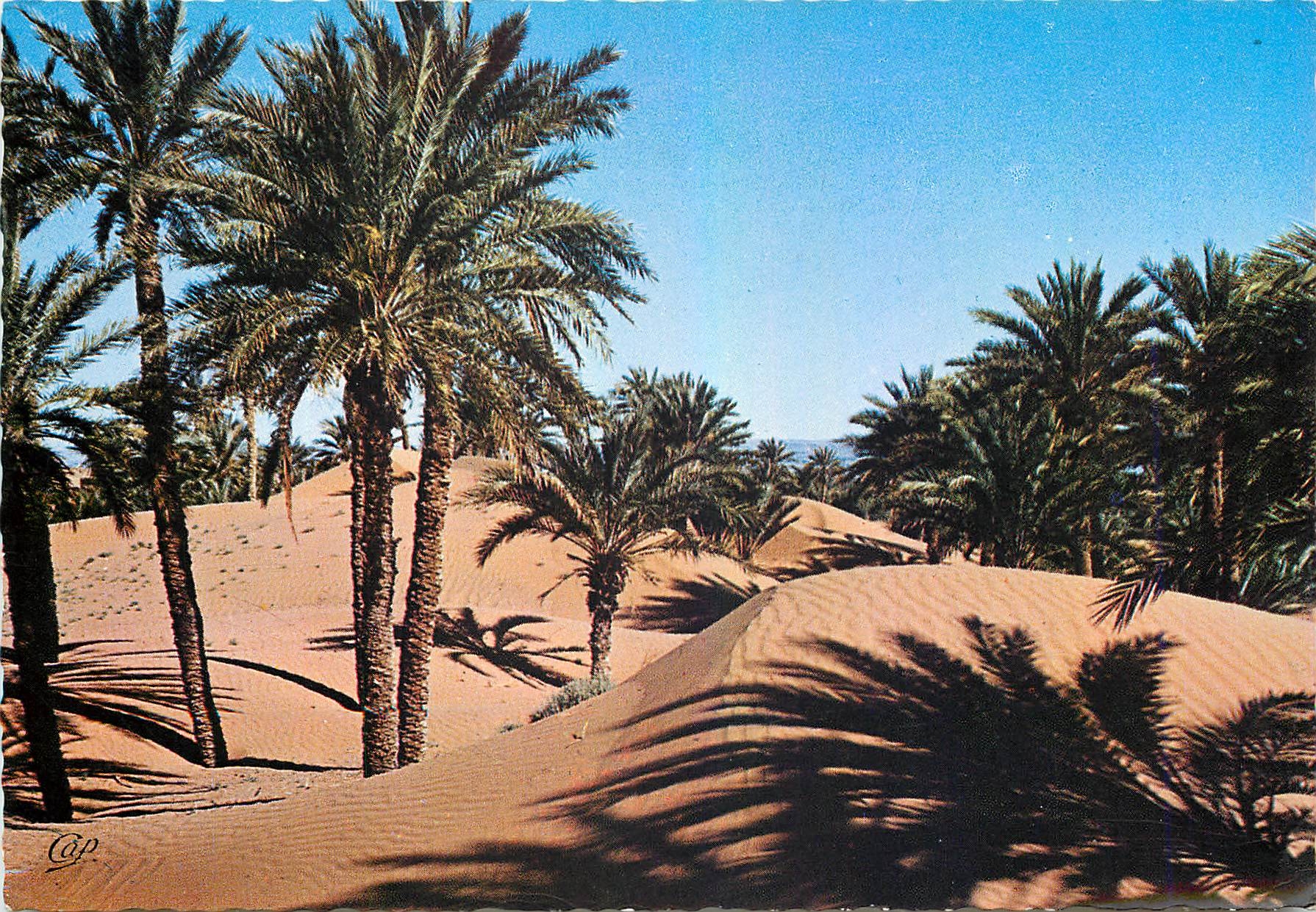 CPM Le Maroc en Lumicolor Palmiers dans les sables d'or 