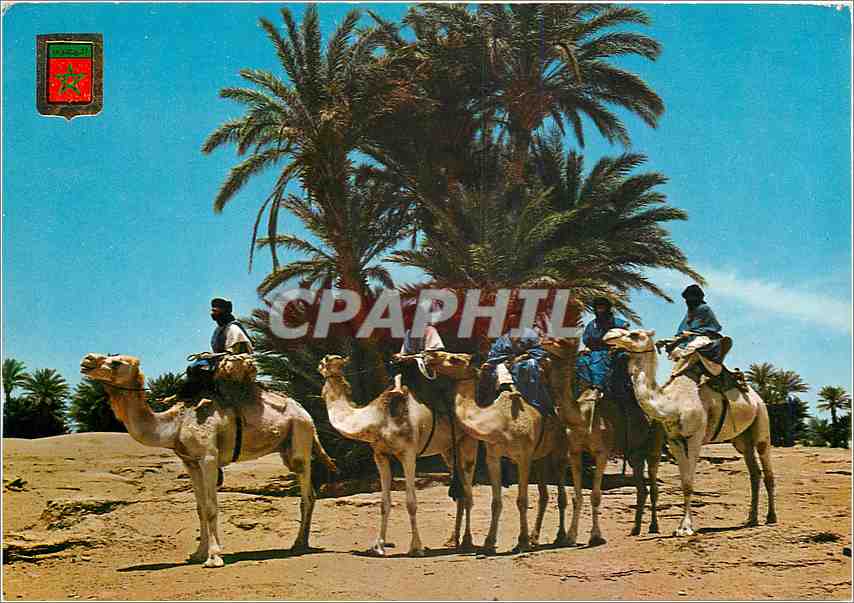 CPM Marruecos Tipico Caravans de Moharintan de M'Hamid 