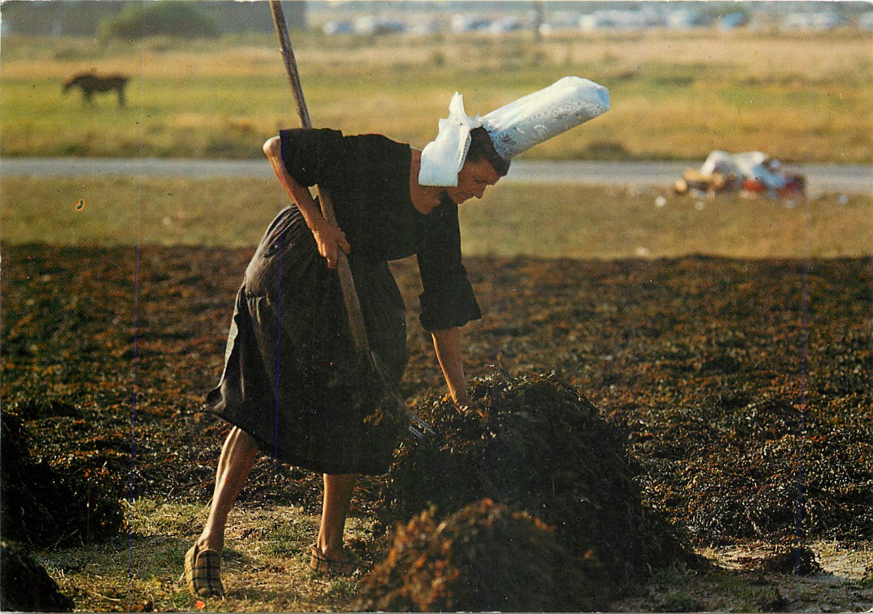 CPM La Bretagne Pittoresque Ramassage du Goemon Folklore