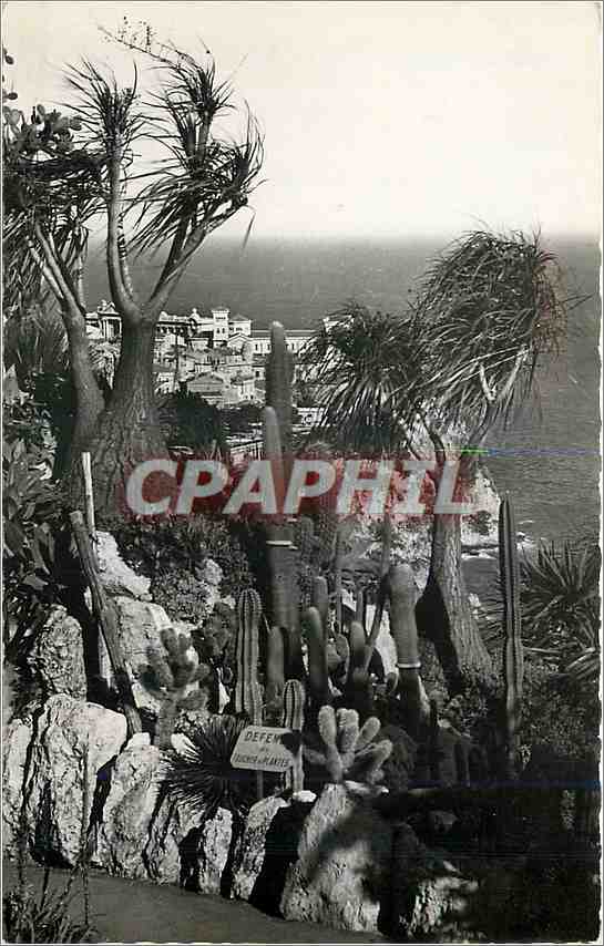 CPM Principaute de Monaco Le Jardin exotique Au fond 