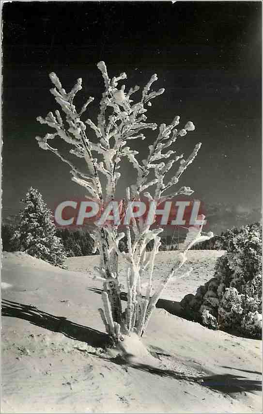 CPM Fleur des Coleres de l'Hiver Le Lointain Le Mont Blanc 