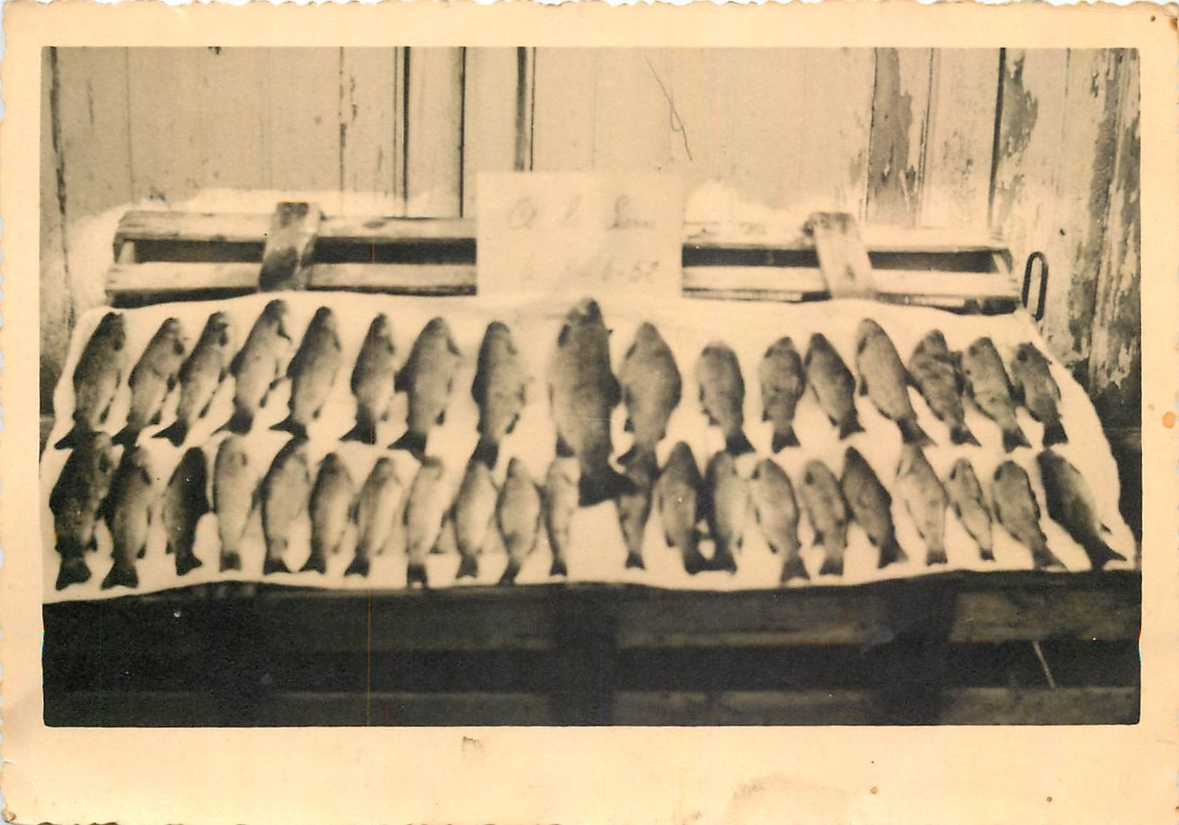 CARTE PHOTO Poissons Peche