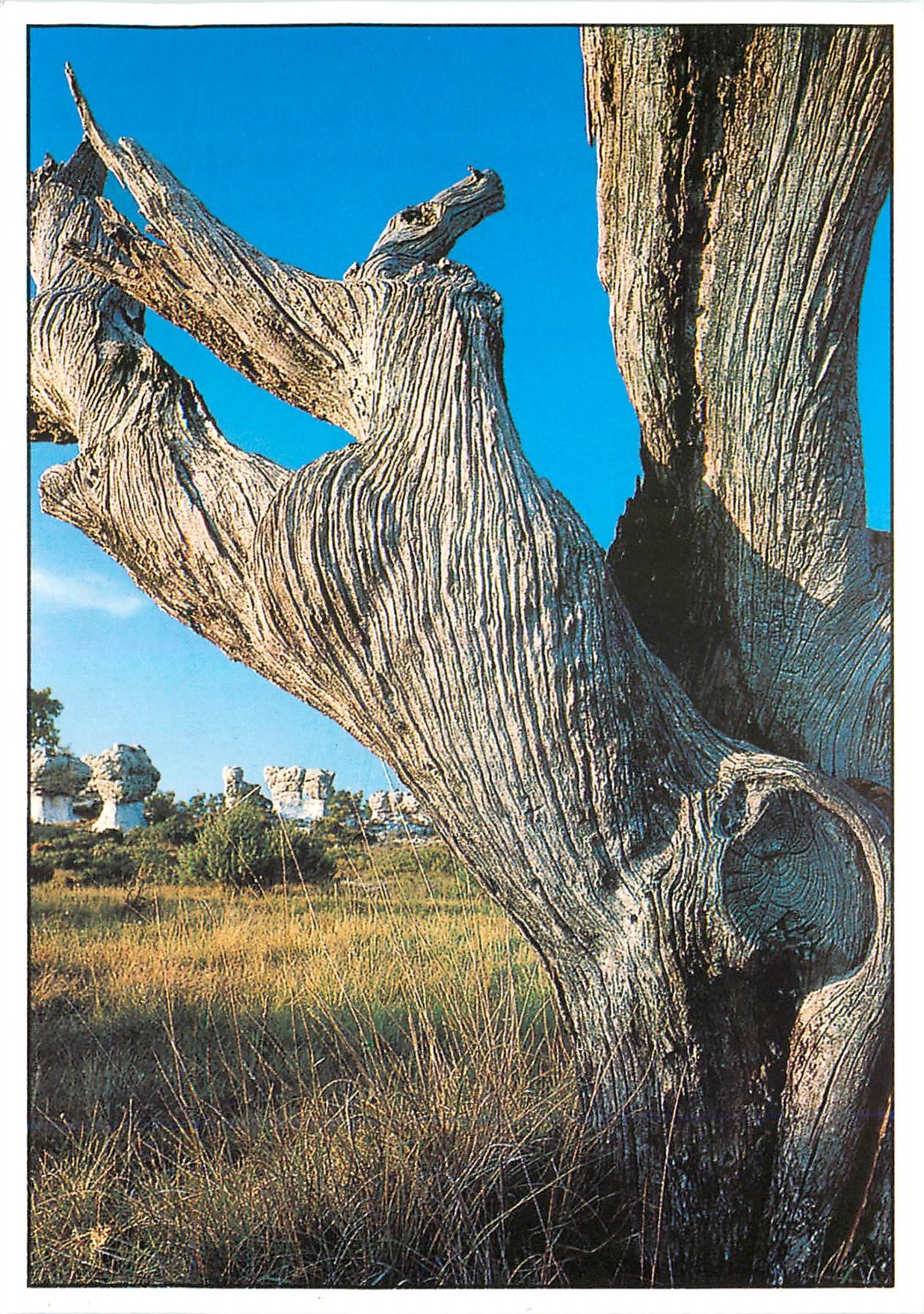 Souche d'amandier — Provence — Collections Pierre Ricou, n° MRI 86