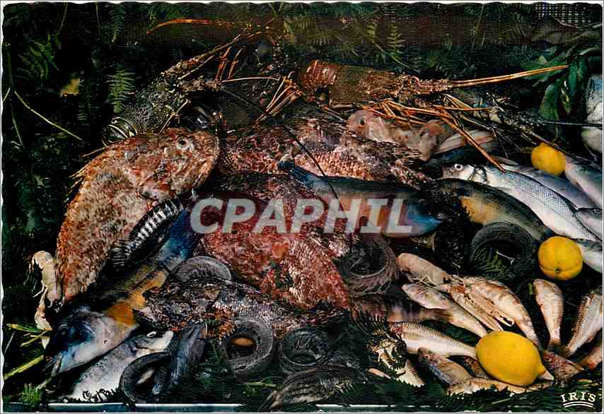 CPM Reflets de la cote d'Azur Une bonne Bouillabaisse