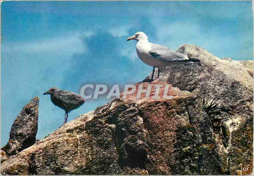 CPM La Bretagne en Couleurs Goeland argente et son petit