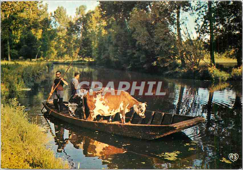 CPM La Venise Verte (Deux Sevre) Transport de vaches