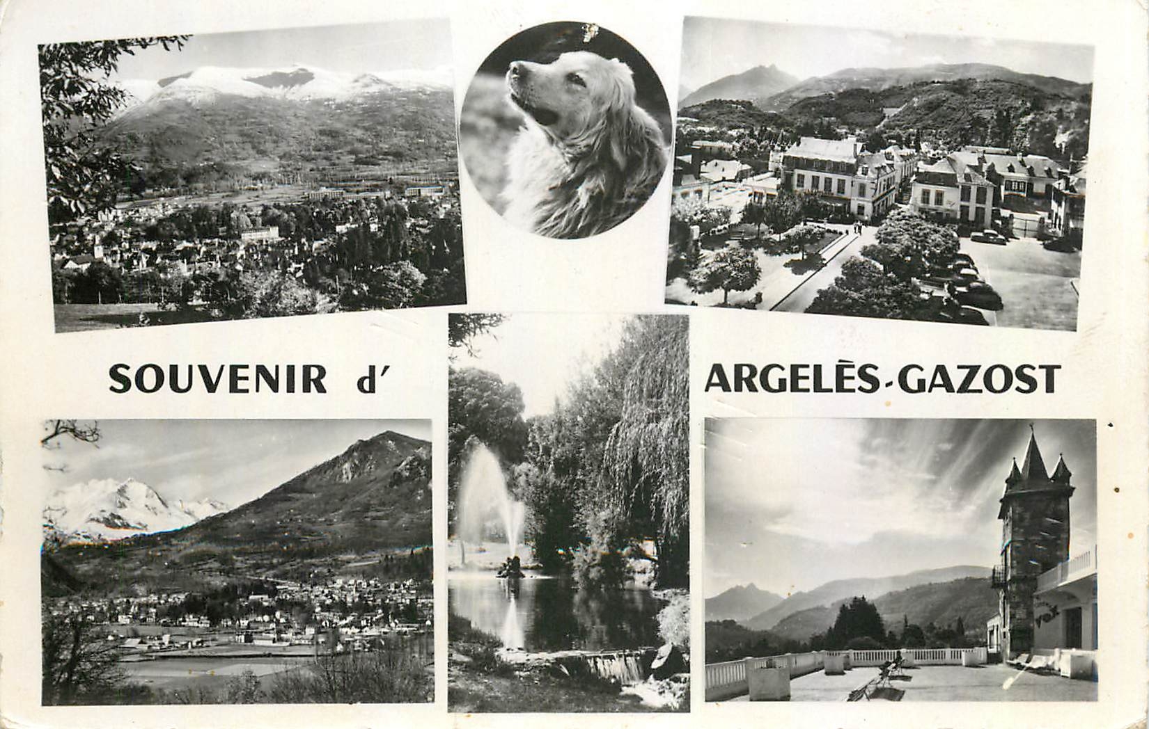 CPM Souvenir d'Argelles Gazost (H P) Chien